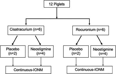 A comparison between cisatracurium and rocuronium-induced neuromuscular block on laryngeal electromyography recovery after neostigmine reversal in a porcine model